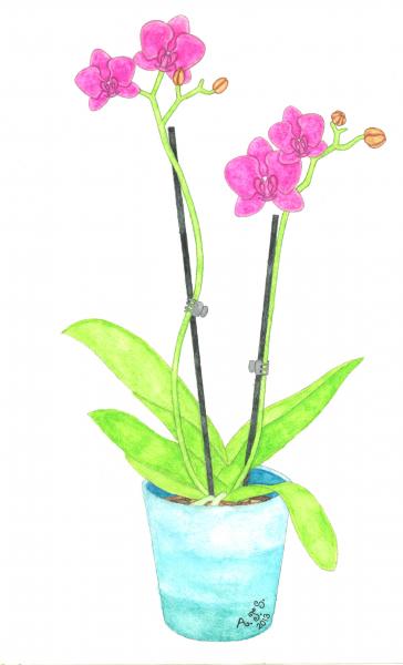 Simply Orchids